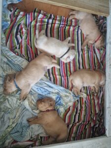 Kennel Home VoC 2 Kiran pennut