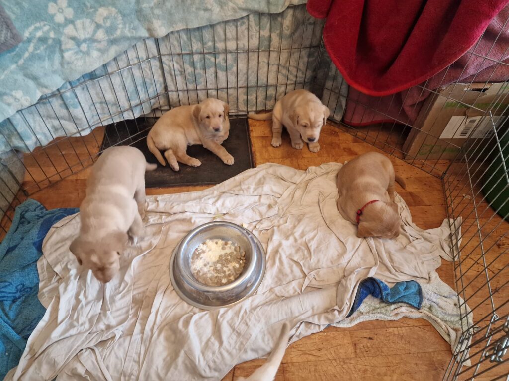Kennel Home VoC 1 Pennut kira